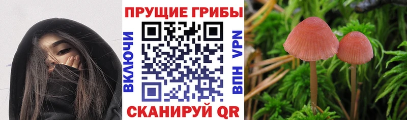 где можно купить наркотик  Тогучин  Галлюциногенные грибы мицелий 